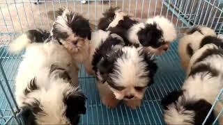 shihtzu puppys for sale in Hyderabad contact 7989661816 [upl. by Acimahs]