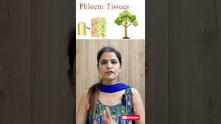 Phloem Structure amp Functions Explained  Vascular Tissue in Plants  Biology for NEET amp MBBS [upl. by Melamed]