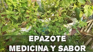 Epazote medicina y saborAGRICULTURA ORGÁNICA [upl. by Noletta]