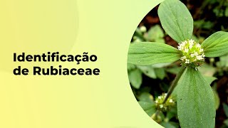 COMO IDENTIFICAR A FAMÍLIA RUBIACEAE [upl. by Eycats483]