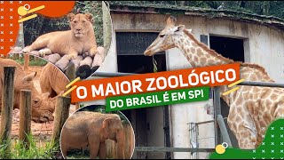 Zoológico de São Paulo O maior zoológico do Brasil [upl. by Elinore]