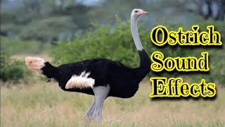 Ostrich Sound Effects [upl. by Nithsa]