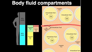 Body fluid compartments [upl. by Iraam]