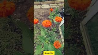 I grew marigolds from seedsshorts marigoldgarden [upl. by Natiha575]