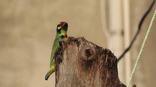 Coppersmith Barbet 15 10 24 S Jal Asd Rd a 1 [upl. by Pacifa36]