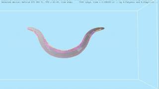 C elegans body model omega turn posture formation [upl. by Nangatrad]