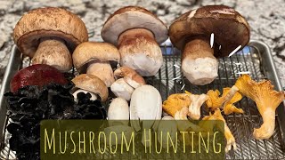 Mushroom Hunting  Chanterelles and Kings [upl. by Maretz]