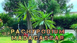 How to Grow and Care of Pachypodium  Madagascar Palm Tree 🌴 Plant🪴 Growing outdoor palm tree 🏝 [upl. by Barlow]