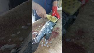 Fillet Sea Bass  Professional Cutting Skills [upl. by Mayeda]