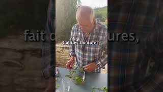 comment faire des hormones maison pour les boutures jardinage astuce conseil hormones bouture [upl. by Griz324]