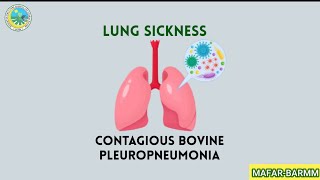 Contagious Bovine Pleuropneumonia Disease CBPP [upl. by Godwin]