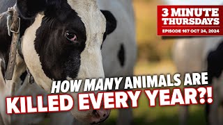 HOW MANY Animals Are Killed Every Year and does Vegan Outreach Help [upl. by Aettam489]