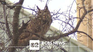 Flaco the owl honored in Central Park [upl. by Asyal]