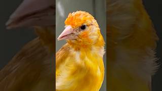 Goldfinch Goldfinches Carduelis  Aviary Birds birds bird nature animals pets carduelis [upl. by Anawit374]