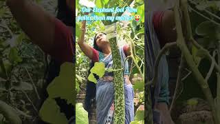 7ft tall  Growing Elephant Foot Yam🙏subscribe shorts viral youtubeshorts shortsfeed plantcare [upl. by Ivanna268]