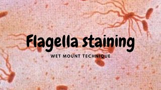 Flagella Staining  WetMount Procedure Ryu method [upl. by Notyal983]