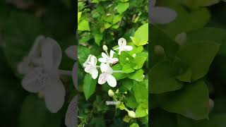 Pseuderanthemumcarruthersii GokarnaJasmine [upl. by Arriet469]