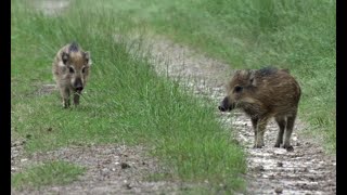 familie wilde varkens [upl. by Ariam]