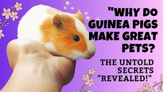 Why Do Guinea Pigs Make Great Pets The Untold Secrets Revealed [upl. by Russia722]