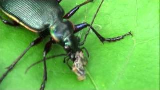 Calosoma beetle eating cankerworm [upl. by Ronn]