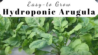 Growing Adagio Arugula with a Suspended Pot Non Circulating Hydroponic Kratky Method [upl. by Duer]