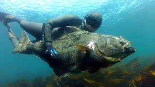 Spearfishing Halibut in Norway [upl. by Edrahs]