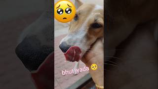 Dog lover 😍 mere pati ki pichle jnm ki wife 😂  End jarur dekhna ytshorts doglover viralvideo [upl. by Eisak]