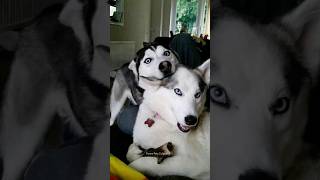 Funny Situation with Husky🤣 Normal dogs vs Husky  husky huskydog shorts dog siberianhusky [upl. by Naujal]