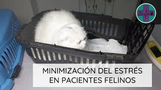 Curso Minimización del estrés en pacientes felinos [upl. by Selym]