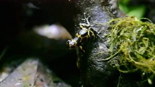 Ranitomeya imitator intermedius [upl. by Adiuqram]