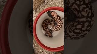 Double Gila Monster Relocation [upl. by Hassin]