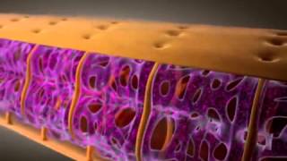 Muscle Contraction Part 2 Excitation Contraction Coupling [upl. by Aseyt]