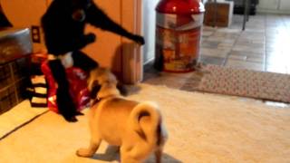 Monkey Vs Pug Puppy [upl. by Simon]