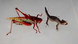 Кузнечик сражается с ящерицой Katydid vs Lizard [upl. by Messab]