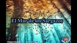 Mar de los Sargazos Curiosidades [upl. by Lula391]