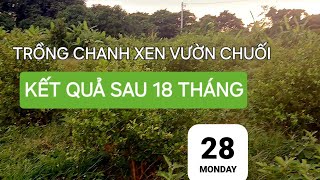 200 CÂY CHANH SAU 18 THÁNG TRỒNG SẼ NHƯ THẾ NÀO  LỰA CHỌN TRỒNG HỮU CƠ HAY VÔ CƠ [upl. by Suisyola]