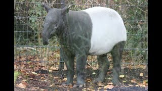 Maleise tapir Baku ♂  Malayan tapir  ZOO Antwerpen [upl. by Ailito226]