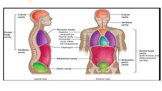 Basic Anatomical Terminology [upl. by Ecirtram725]