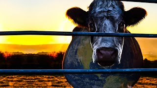 Cowspiracy  Trailer maonatv [upl. by Bubb36]