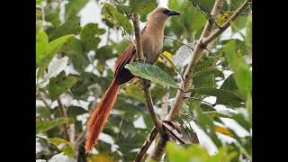 Centropus celebensis Bay Coucal [upl. by Chap965]