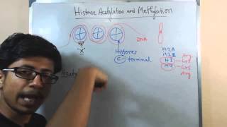 Histone acetylation and methylation [upl. by Alrac]