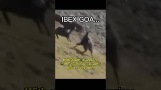 Eagle vs Alpine Ibex Epic Showdown shorts EagleVsIbex WildlifeDocumentary NatureBattle [upl. by Athiste]