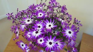 Senetti Care [upl. by Vidovik]