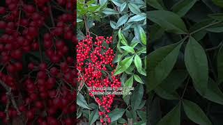 Nandina domestica [upl. by Akins]