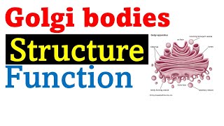 Golgi bodies structure and function [upl. by Alemahs]