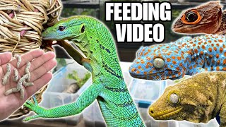 FEEDING MY PET REPTILES 50 SILKWORMS SKINKS GECKOS TURTLES AND MORE SILKWORM FEEDING VIDEO [upl. by Eward382]