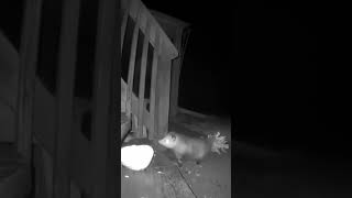 Look at this possum carrying dry leaves to his home opossums wildlife wildanimals [upl. by Clyve]