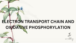 ELECTRON TRANSPORT CHAIN AND OXIDATIVE PHOSPHORYLATION [upl. by Dnalram983]