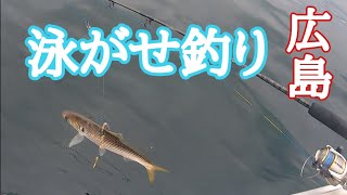 広島でコノシロ泳がせ釣り（飲ませ釣り）たまにジギング 2021年2月14日釣行 100種釣りチャレンジ中！20100 [upl. by Alf698]