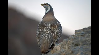 Urkeklik  Caspian Snowcock Tetraogallus caspius [upl. by Sontich]